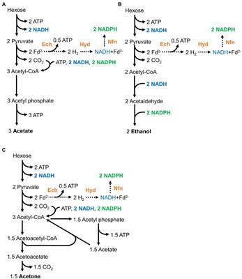 Reversible Hydrogenase Activity Confers Flexibility to Balance Intracellular Redox in Moorella thermoacetica